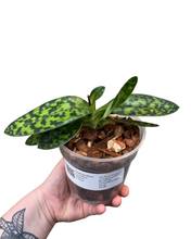 Lade das Bild in den Galerie-Viewer, Paphiopedilum × maudiae &#39;Femma&#39; - Root Houseplants
