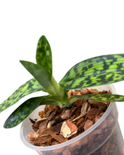 Lade das Bild in den Galerie-Viewer, Paphiopedilum × maudiae &#39;Femma&#39; - Root Houseplants
