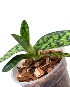 Paphiopedilum × maudiae 'Femma' - Root Houseplants