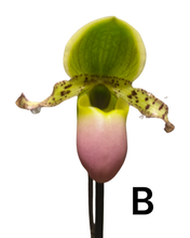 Load image into Gallery viewer, Paphiopedilum Pinnochio gx - Root Houseplants
