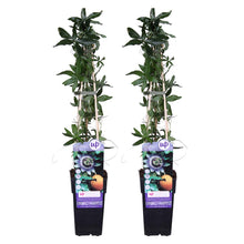 Load image into Gallery viewer, Passiflora caerulea - Root Houseplants
