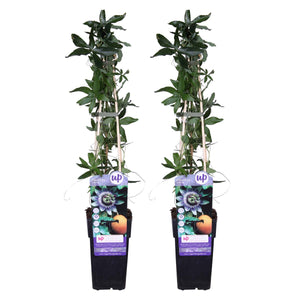 Passiflora caerulea - Root Houseplants