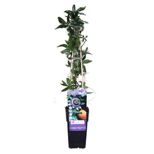 Load image into Gallery viewer, Passiflora caerulea - Root Houseplants
