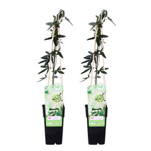 Load image into Gallery viewer, Passiflora &#39;Constance Eliott&#39; - Root Houseplants
