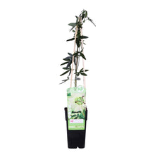 Load image into Gallery viewer, Passiflora &#39;Constance Eliott&#39; - Root Houseplants

