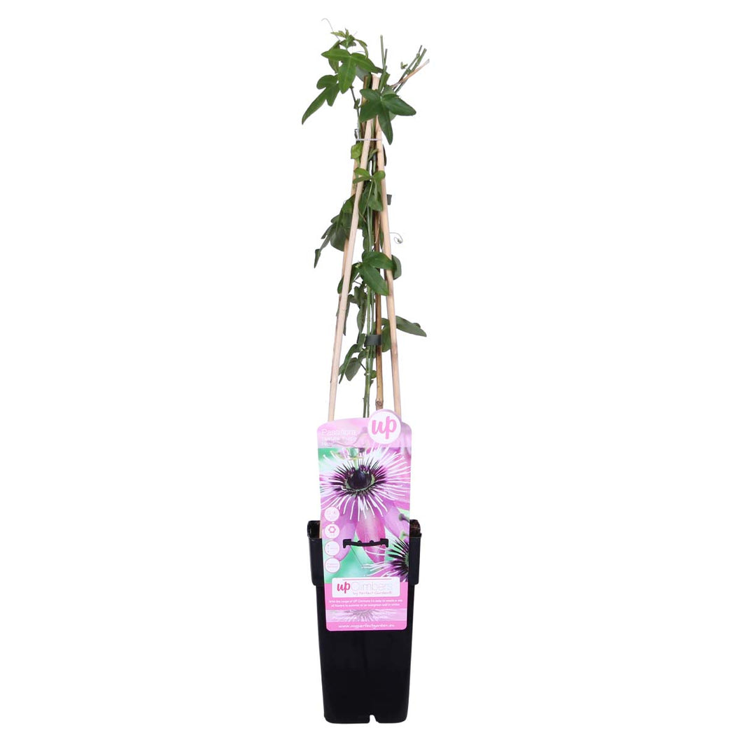 Passiflora 'Purple Haze' - Root Houseplants