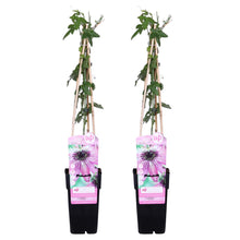 Charger l&#39;image dans la galerie, Passiflora &#39;Purple Haze&#39; - Root Houseplants
