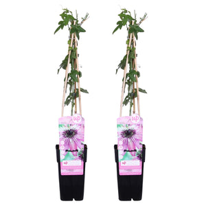 Passiflora 'Purple Haze' - Root Houseplants