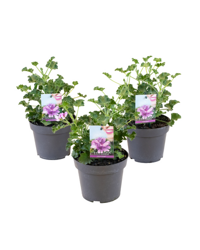 Pelargonium 'Isko Cola' - Root Houseplants