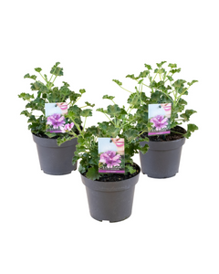 Pelargonium 'Isko Cola' - Root Houseplants