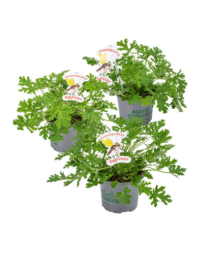 Pelargonium 'Isko Lemon' - Root Houseplants