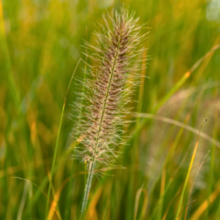Lade das Bild in den Galerie-Viewer, Pennisetum alopecuroides &#39;Hameln&#39; - Root Houseplants
