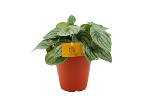Peperomia argyreia - Root Houseplants