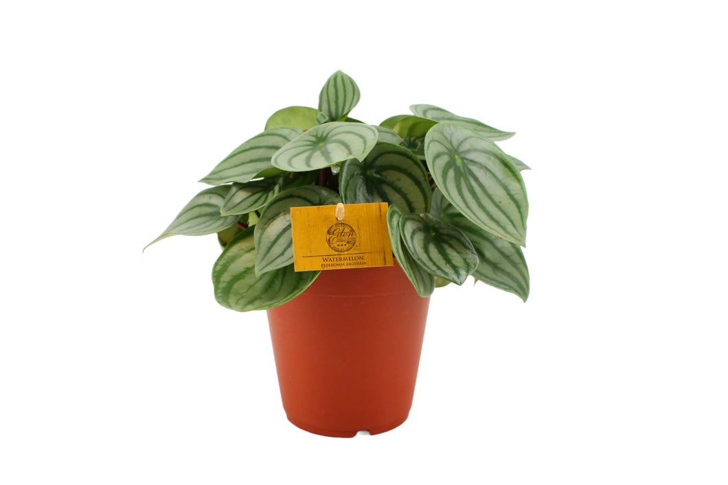 Peperomia argyreia - Root Houseplants