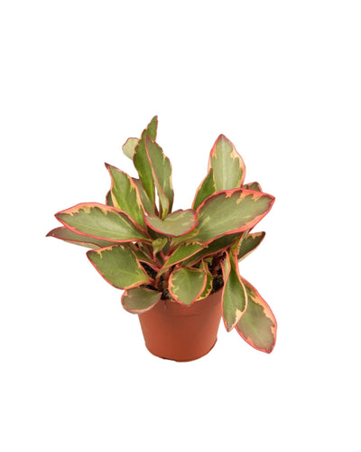 Peperomia clusiifolia 'Jelly' - Root Houseplants