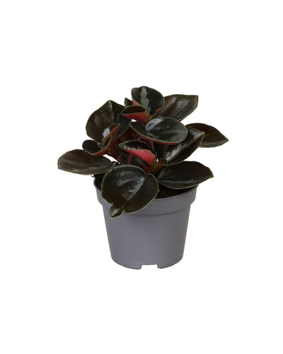 Peperomia colombiana - Root Houseplants