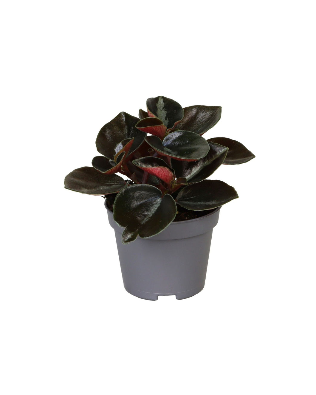 Peperomia colombiana - Root Houseplants