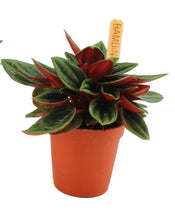 Load image into Gallery viewer, Peperomia &#39;Eden Rosso&#39; - Root Houseplants
