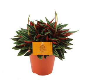 Peperomia 'Eden Rosso' - Root Houseplants
