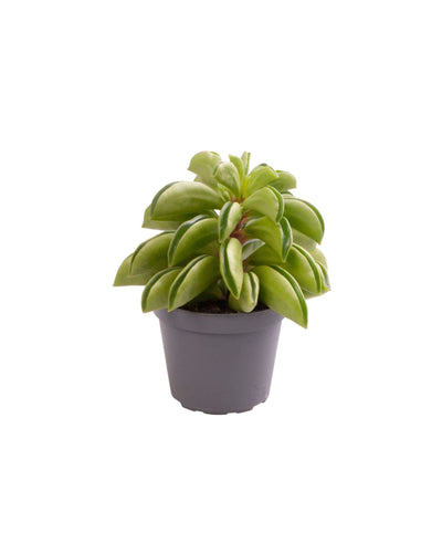 Peperomia 'Fire Sparks' - Root Houseplants