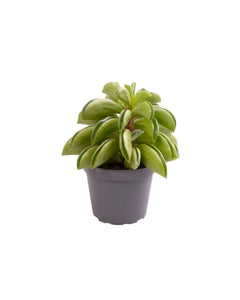 Peperomia 'Fire Sparks' - Root Houseplants