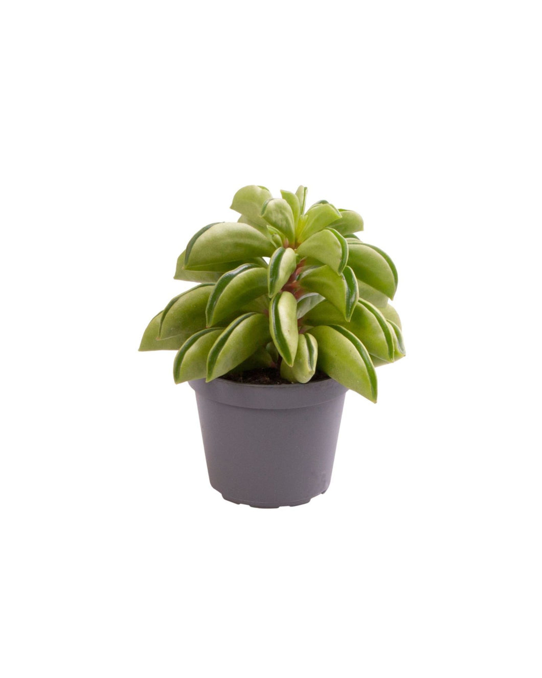 Peperomia 'Fire Sparks' - Root Houseplants