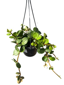 Peperomia 'Hope' - Root Houseplants