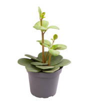 Load image into Gallery viewer, Peperomia &#39;Hope&#39; - Root Houseplants
