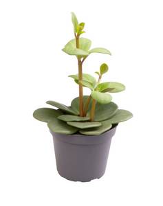 Peperomia 'Hope' - Root Houseplants