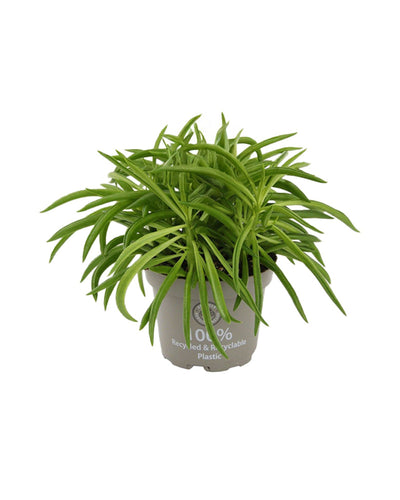 Peperomia 'Nevada' - Root Houseplants