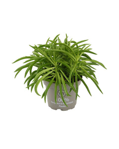Peperomia 'Nevada' - Root Houseplants