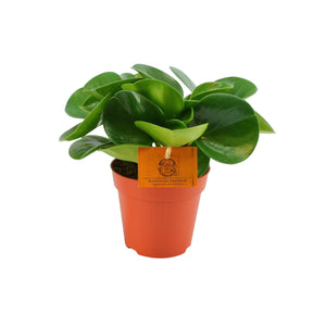 Peperomia obtusifolia - Root Houseplants