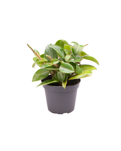 Peperomia 'Pixie' - Root Houseplants