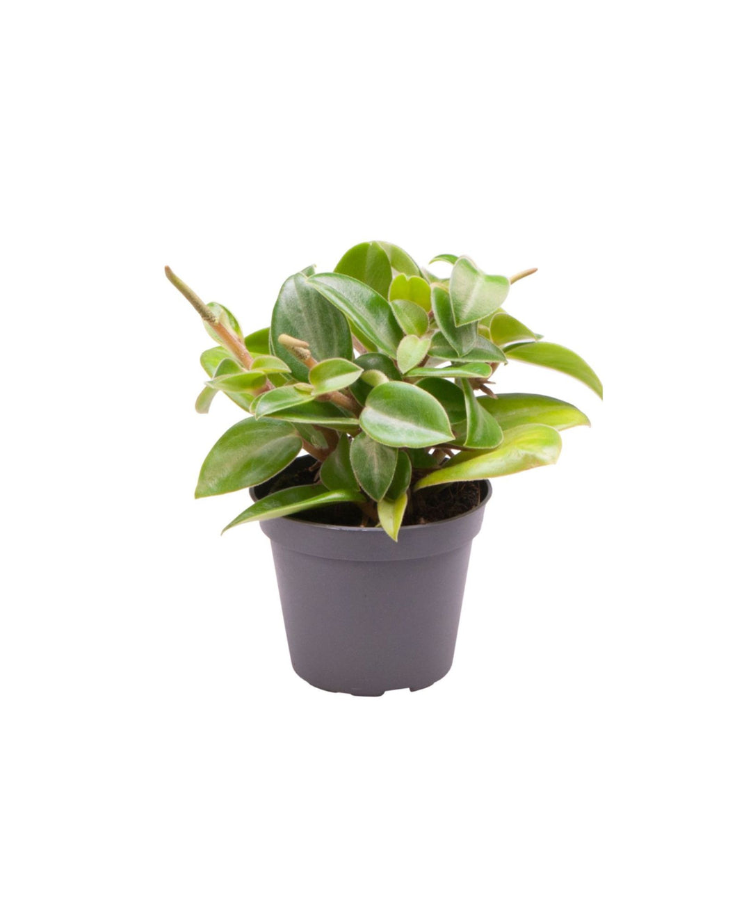 Peperomia 'Pixie' - Root Houseplants