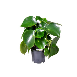 Peperomia polybotrya - Root Houseplants