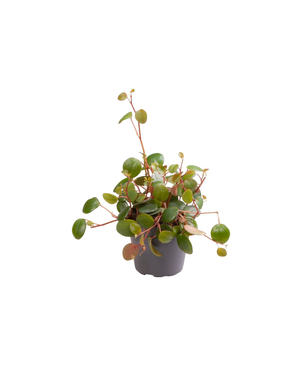 Peperomia prostrata 'Pepperspot' - Root Houseplants