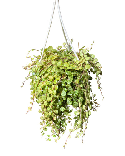 Peperomia prostrata - String of Turtles - Root Houseplants