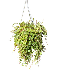 Peperomia prostrata - String of Turtles - Root Houseplants