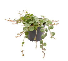 Charger l&#39;image dans la galerie, Peperomia prostrata - String of Turtles - Root Houseplants
