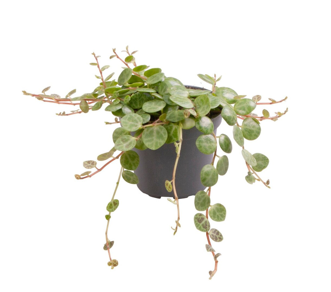 Peperomia prostrata - String of Turtles - Root Houseplants
