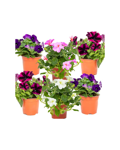 Petunia - Root Houseplants