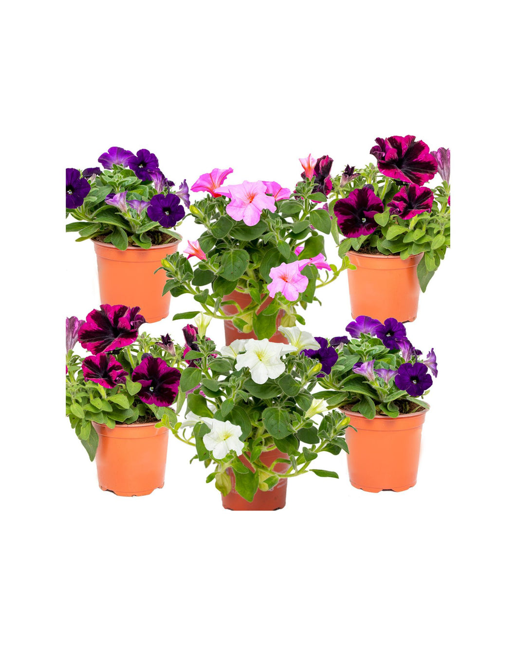 Petunia - Root Houseplants