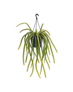 Pfeiffera monacantha - Root Houseplants