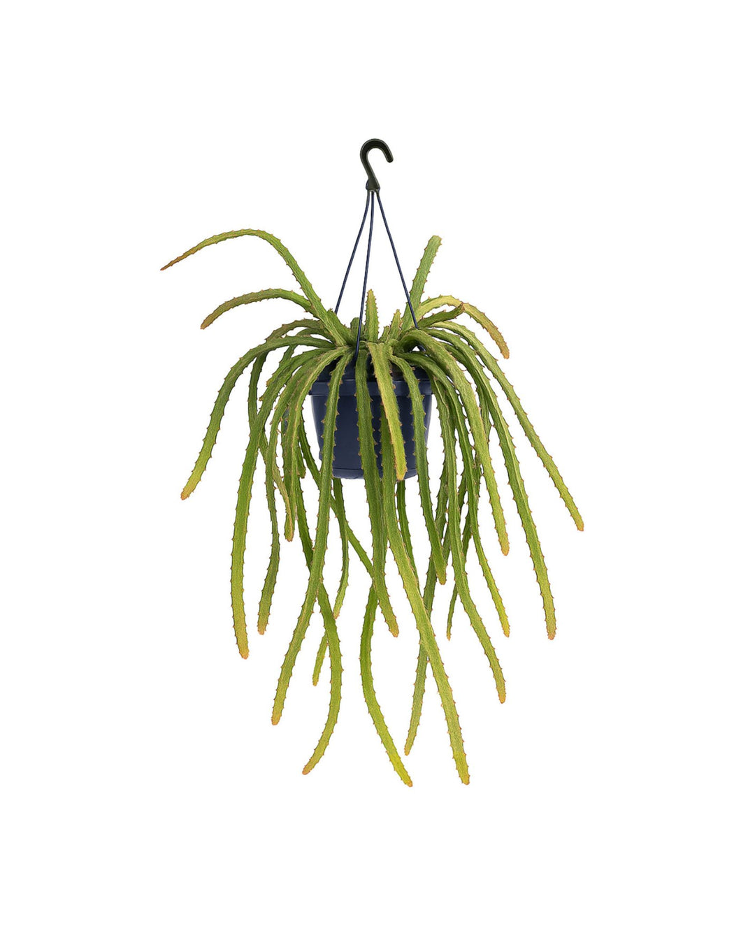 Pfeiffera monacantha - Root Houseplants