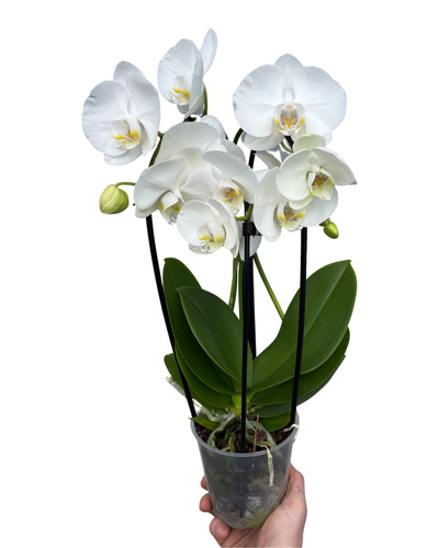Phalaenopsis 'Elegant Cascade' - Root Houseplants
