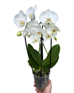 Phalaenopsis 'Elegant Cascade' - Root Houseplants