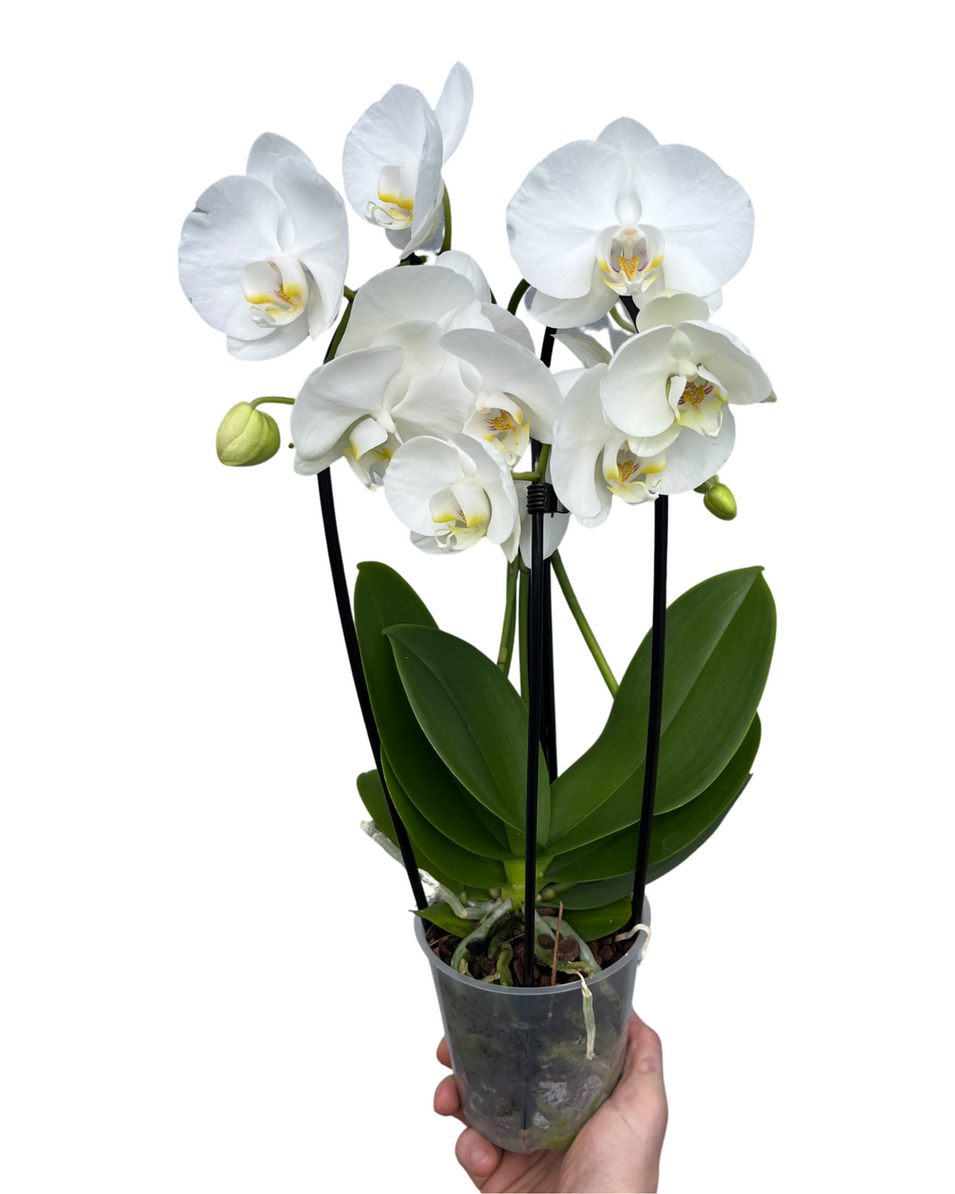 Phalaenopsis 'Elegant Cascade' - Root Houseplants