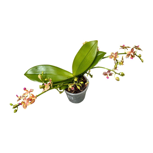 Phalaenopsis hybrid (Orange) - Root Houseplants
