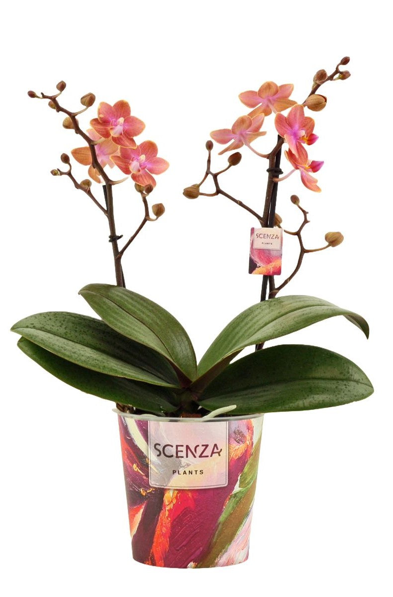 Phalaenopsis - Root Houseplants