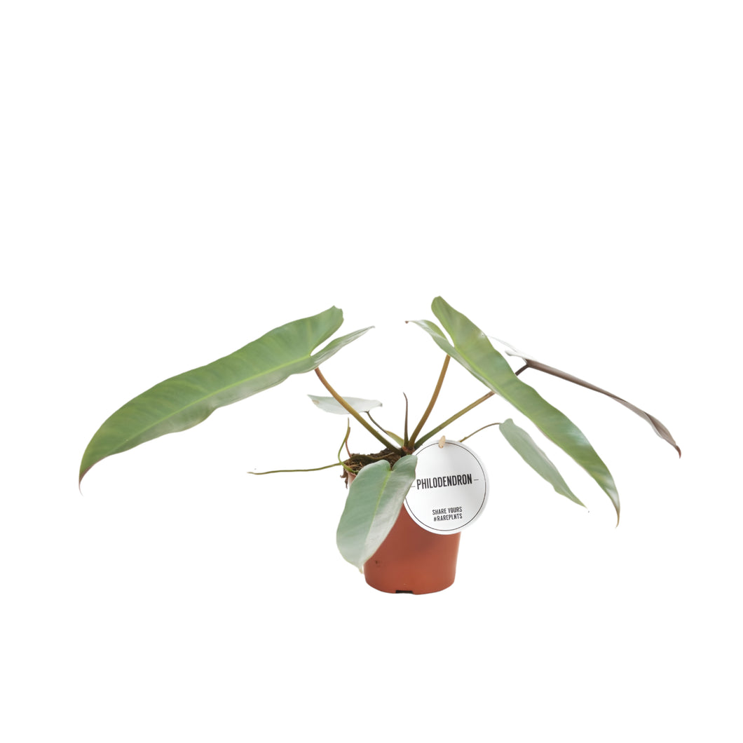Philodendron atabapoense - Root Houseplants